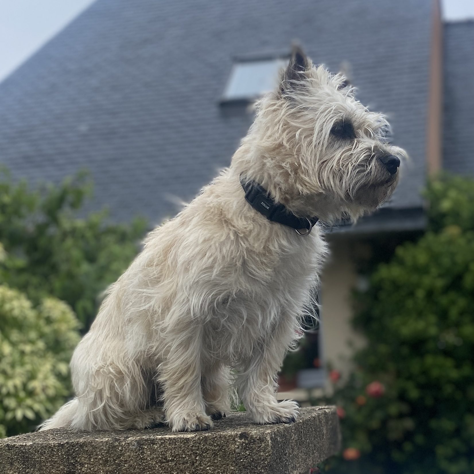 Rééducation d'un chien TEACH DOG