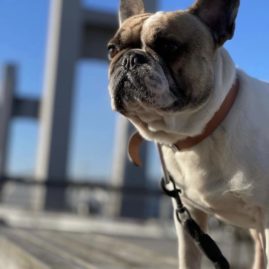 Avis éducateur canin à Brest